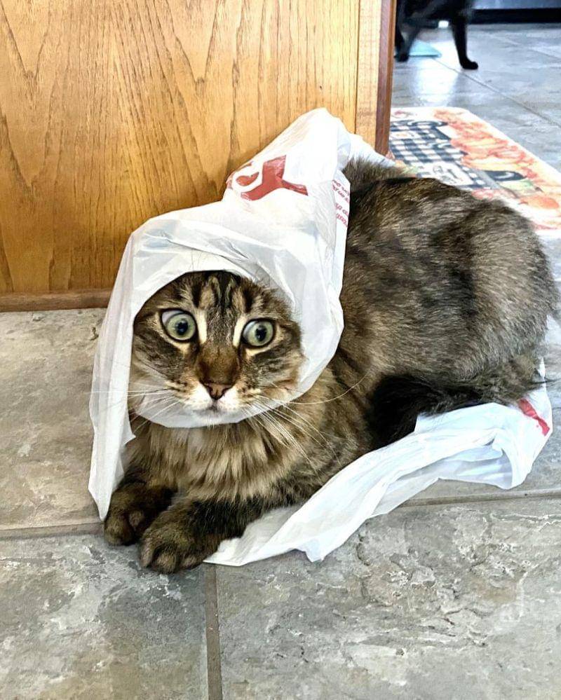 reddit.com/Violet_Chrysanthemum